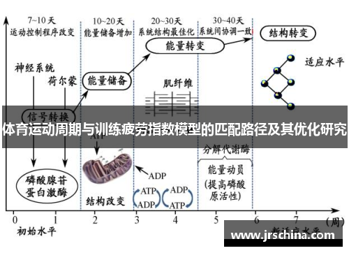 体育运动周期与训练疲劳指数模型的匹配路径及其优化研究
